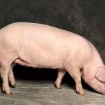 Rasa de porci Landrace Descrierea și caracteristicile porcilor, caracteristici ale hrănirii, îngrijirii și reproducerii