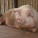 Rasa de porci Landrace Descrierea și caracteristicile porcilor, caracteristici ale hrănirii, îngrijirii și reproducerii