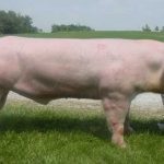 Порода поросят ландрас опис і характеристика свиней, особливості годівлі, догляду та розведення