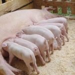 Порода поросят ландрас опис і характеристика свиней, особливості годівлі, догляду та розведення