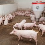 Lapály malacokat Fajta leírását és jellemzését sertések, különösen etetés, gondozás és tenyésztés (lapály) Lapály sertés fajta leírását és jellemzését sertés, etetés gyakorlatok, ellátás és a tenyésztés