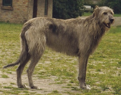 Câine de câine Descrierea irlandeză Wolfhound, natura și prețul căței