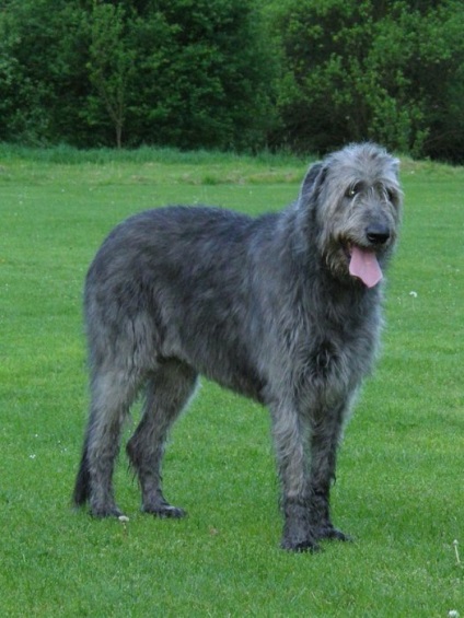 Câine de câine Descrierea irlandeză Wolfhound, natura și prețul căței