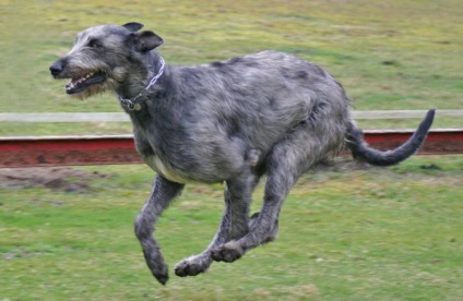 Câine de câine Descrierea irlandeză Wolfhound, natura și prețul căței