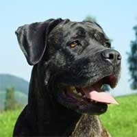 Câine de rasă Cane Corso Caracteristici