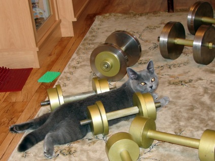 Regulile de fitness pentru pisici - pozitive