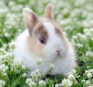 Правила покупки карликових кроликів