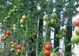 Правильно посадити помідори грядку