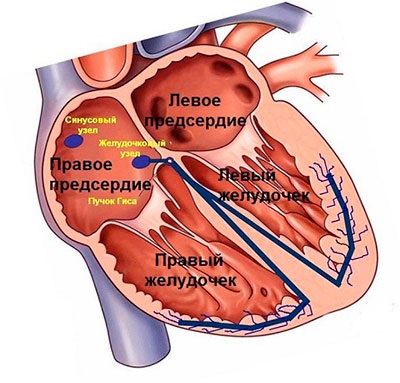 Передсердна екстрасистолія симптоми і лікування