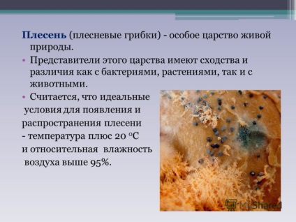 Презентація на тему проект по навколишнього світу цвілеві гриби або цвіль виконали учні 1 - в