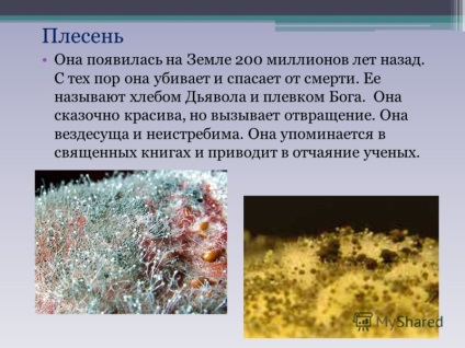 Презентація на тему проект по навколишнього світу цвілеві гриби або цвіль виконали учні 1 - в