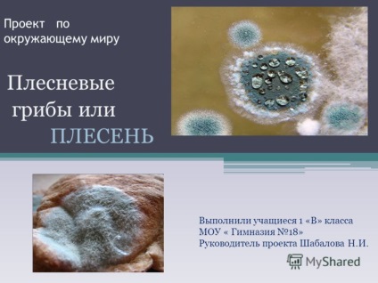 Презентація на тему проект по навколишнього світу цвілеві гриби або цвіль виконали учні 1 - в