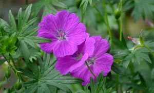 Alkalmazás Geranium sanguineum (muskátli) Alkalmazása piros gólyaorr