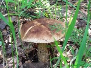 Semne și parcele pentru vânătoare de ciuperci, sovetyli