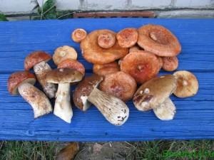 Semne și parcele pentru vânătoare de ciuperci, sovetyli