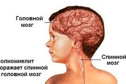 Inocularea ibv