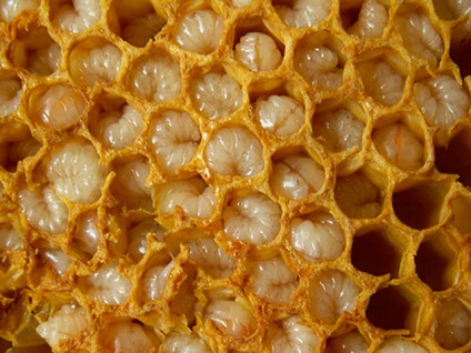 Продукти бджільництва для підвищення потенції у чоловіків
