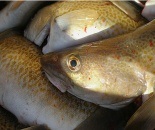 Profil hal - tőkehal, tőkehal-halászat, szatén hal, halászat Ukrajna