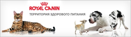 Realizarea de expoziții de pisici în Crimeea