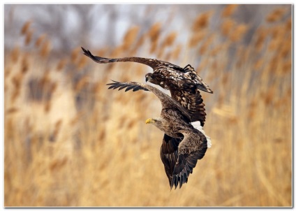 Birds nso, vultur cu coada albă - haliaeetus albicilla