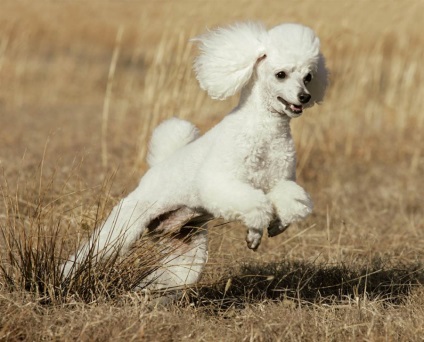 Poodle fotografie, descrierea rasei, natura, standardele și prețurile