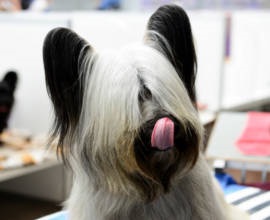 Poodle fotografie, descrierea rasei, natura, standardele și prețurile