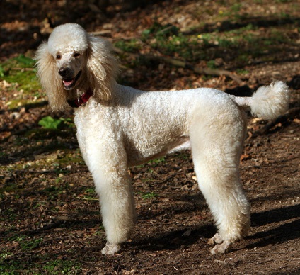 Poodle fotografie, descrierea rasei, natura, standardele și prețurile