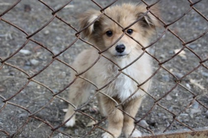 Lucrătorii din Chita sbbzh primesc amenințări după ce au prins câini vagabonzi