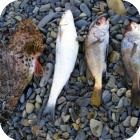 Розводимо будинку рибу для риболовлі організація водойми - статті, огляди