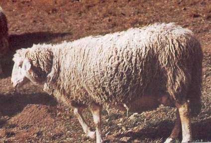 Рідкісні породи італійських овець - ярмарок майстрів - ручна робота, handmade