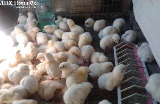 Mod de incubare a găinilor de carne de pui de curcan
