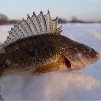 Pescuitul în luna februarie ce fel de pește să prindă în februarie