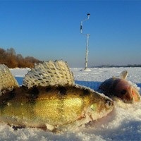 Риболовля в лютому яку рибу ловити в лютому