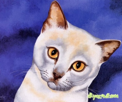 Desene ale pisicilor - revista de familie cryazone - portal de internet online pentru femei și bărbați