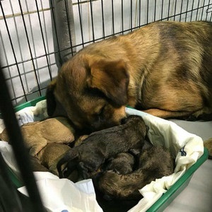 Születések a föld alatti kutya szült 9 kölykök vonat - nő s nap