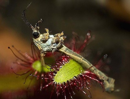 Rosyanka, flytrap, nepentesy, sarracenia - plante insectivore