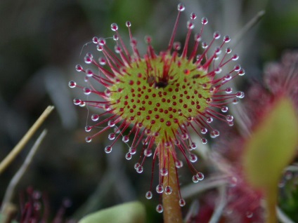 Rosyanka, flytrap, nepentesy, sarracenia - plante insectivore