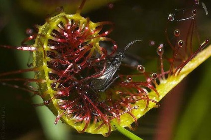 Rosyanka, flytrap, nepentesy, sarracenia - plante insectivore