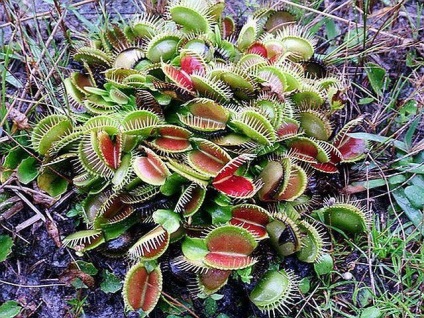Rosyanka, flytrap, nepentesy, sarracenia - plante insectivore