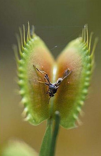 Rosyanka, flytrap, nepentesy, sarracenia - plante insectivore