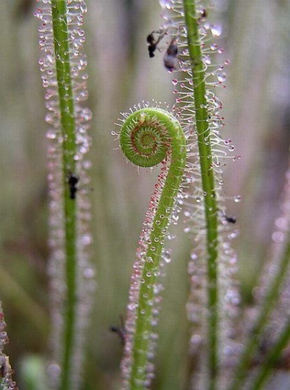 Rosyanka, flytrap, nepentesy, sarracenia - plante insectivore