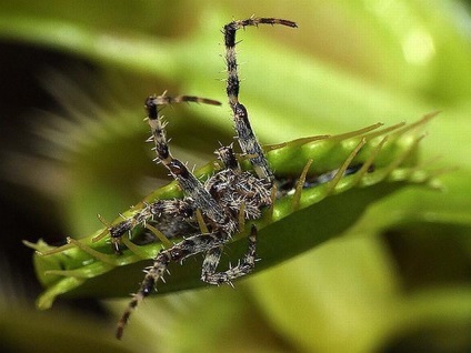 Rosyanka, flytrap, nepentesy, sarracenia - plante insectivore