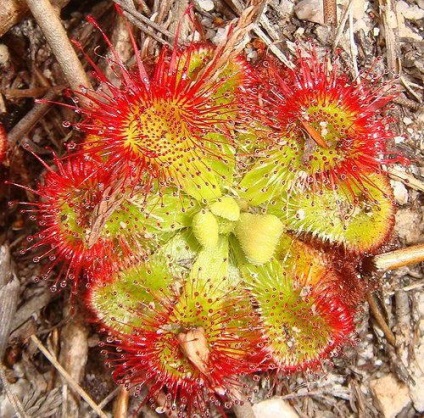 Rosyanka, flytrap, nepentesy, sarracenia - plante insectivore