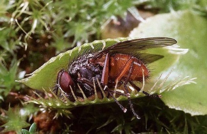 Rosyanka, flytrap, nepentesy, sarracenia - plante insectivore