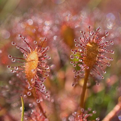 Rosyanka, flytrap, nepentesy, sarracenia - plante insectivore