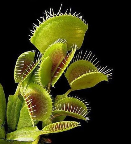 Rosyanka, flytrap, nepentesy, sarracenia - plante insectivore