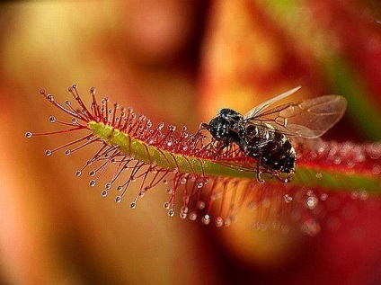 Росичка, мухоловка, непентес, сарраценія - комахоїдні рослини