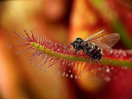 Rosyanka, flytrap, nepentesy, sarracenia - plante insectivore