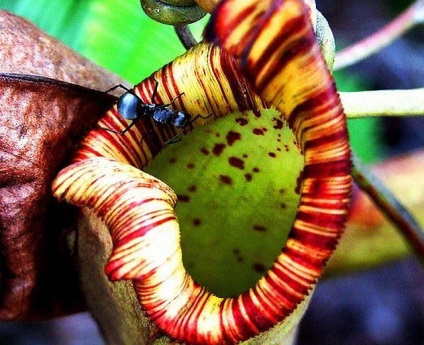 Rosyanka, flytrap, nepentesy, sarracenia - plante insectivore