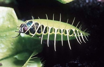 Rosyanka, flytrap, nepentesy, sarracenia - plante insectivore